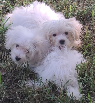 White Maltese Puppies playing in Texas front yard.