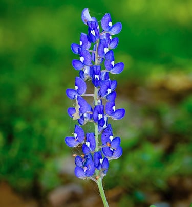 Close-up of a single Texas bluebonnet flower blooming in spring, symbol of Texas wildflowers