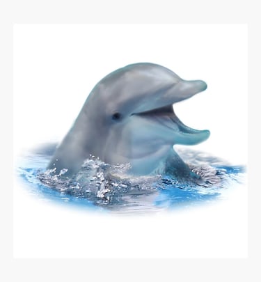 A dolphin in the ocean smiling