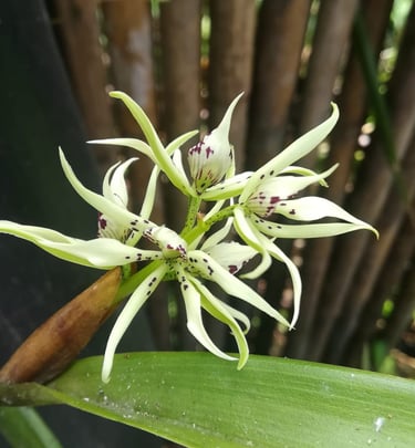 mindo-naturaleza-bicok-hospedaje