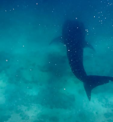 Nuotare con gli squali balena alle Maldive