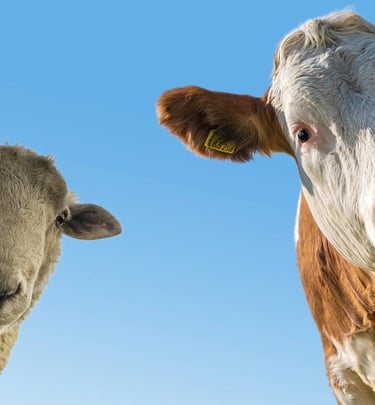 Chemical free animals