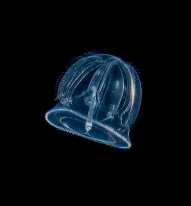 Acorn Worm Larva  -  Tornaria Larva