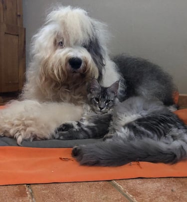 a dog bobtail  and a cat maine coon  laying on a dog bed