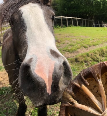 Horse blessing drum