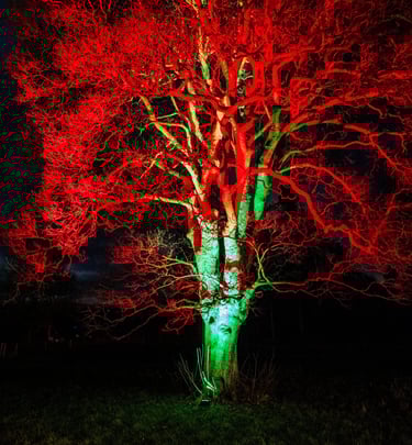 Lumninate tree in orange