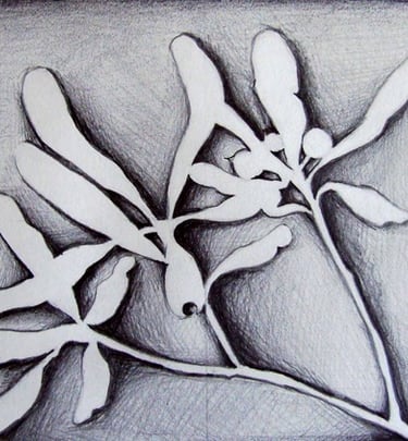 Grafite - Negativo de planta