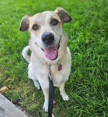 private dog walk on leash in leslieville