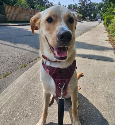 private dog walk on leash in east end toronto - east danforth - greenwood - coxwell