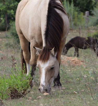 Mensch und Pferd finden Balance unter der Sonne Mallorcas