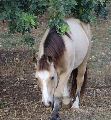 Pferd in der Natur Mallorcas