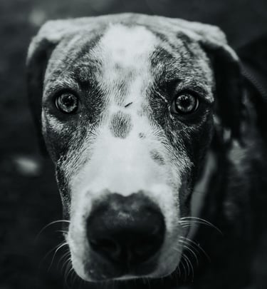 a puppy