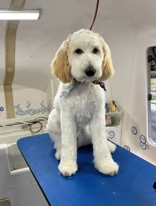 Goldendoodle looking pretty after a groom