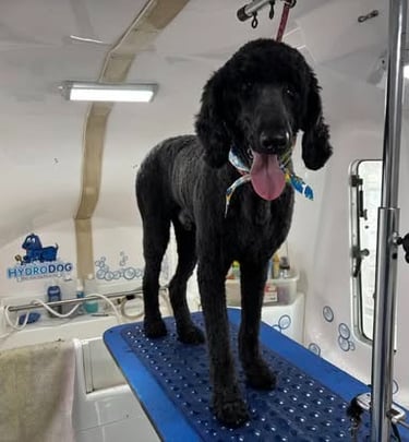 Standard poodle with a puppy cut