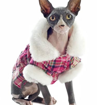GATO CON CHALECO DE CUADROS