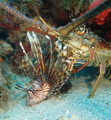 Caribbean spiny lobster feeding on lionfish returned to the reef ecosystem