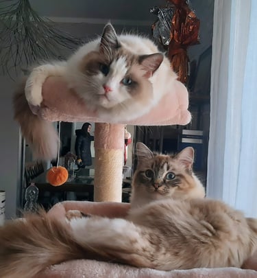 gatti ragdoll seduti sul tiragraffi