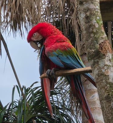 Macaw Parrot