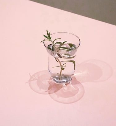 rosemary infusion in a glass cup