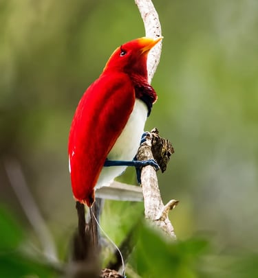 A vibrant red and white King Bird-of-Paradise perched on a tree branch in a lush tropical forest.