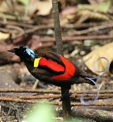 bird vibrant red and yellow plumage and turquoise crown on a forest branch.