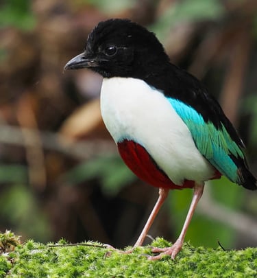 A colorful Blue-eared Kingfisher with an orange beak perched on a branch in a tropical jungle.