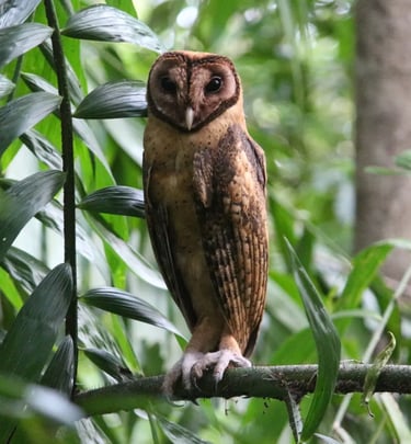 A brown Oriental Bay Owl perched on a tree branch in a tropical rainforest habitat.