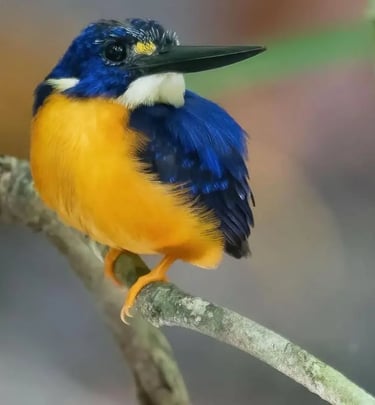 A vibrant blue and orange Azure Kingfisher perched on a wooden branch in a soft-focus forest.