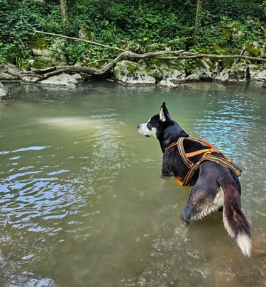 Black and white husky dog wearing an orange harness standing in a forest river stream.