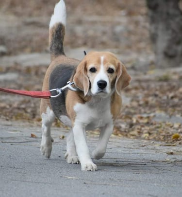 dog boarding pet care dogs cats creche Delhi ncr gurgaon