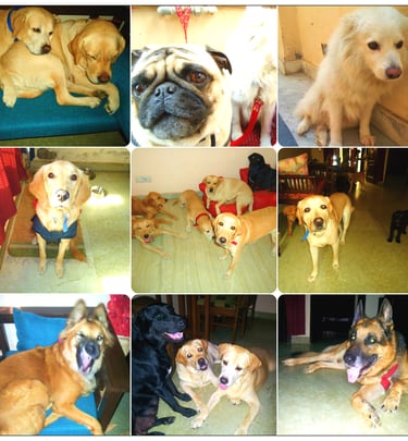 dog boarding pet care hostel creche gurgaon delhi