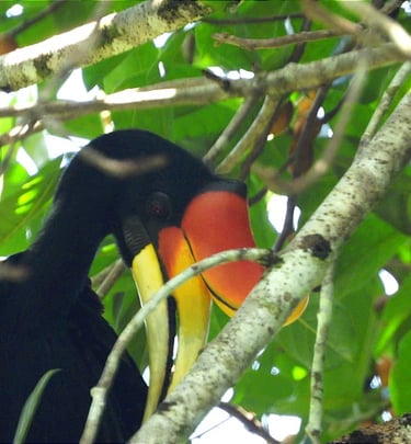 Colourful hornbill perched among the branches in Deramakot Forest Reserve, Borneo