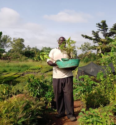 Preparing Seedlings in the Nursery Bed, Acholiland Innovation Incubation Ltd