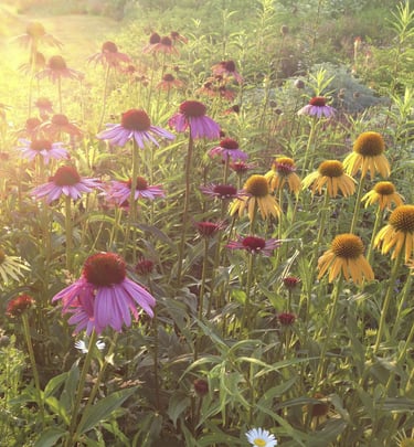Dutch landscape designer Piet Oudolf known for naturalistic planting and modern garden design philos