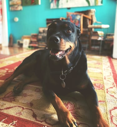 Robin Can Do It Pet Sitter with happy Rottweiler near Carbondale, Colorado