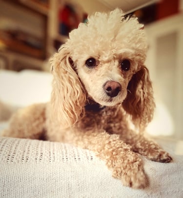 Robin Can Do It House Sitting with toy white poodle in Paonia, Colorado