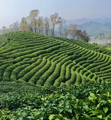 Xinyang tea garden in Henan China