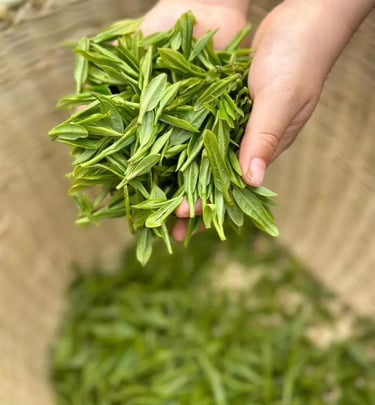 Xinyang Maojian green tea leaves