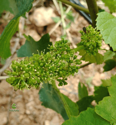 Sustainable vineyard service in Mallorca