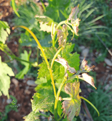 Sustainable vineyard planting with ViñArts Mallorca