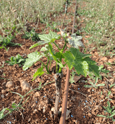 Organic vineyard planting with ViñArts Mallorca