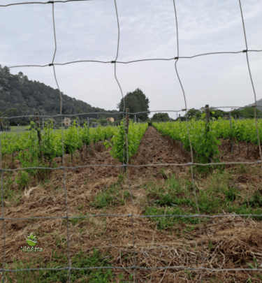 Ecological services for vineyards, wineries, farms, and rural hotels in Mallorca