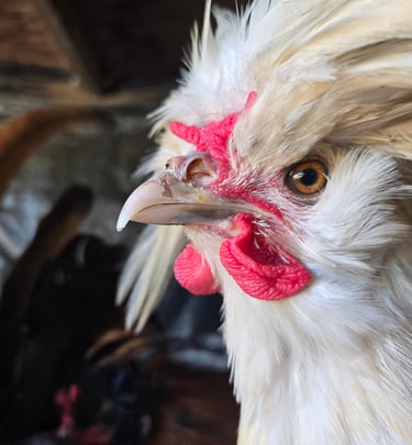 a chicken with a red and white head