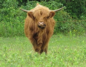 a brown Highland cow with horns, standing in a field