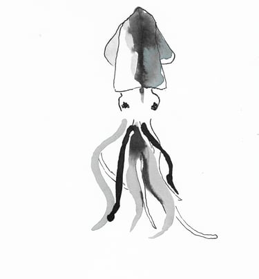 Calamar dessin à l'encre Sète