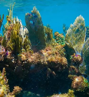 a coral reef with a variety of sea life