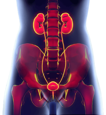 التهابات المسالك البولية