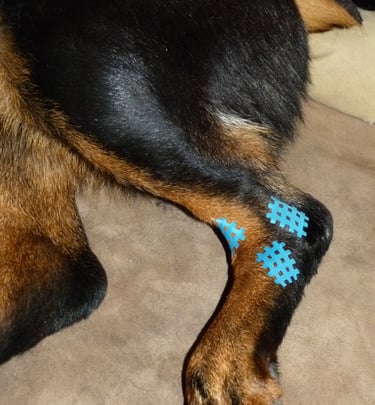a dog laying on the floor with a blue puzzle piece