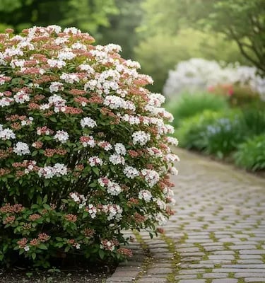 Viburnum tinus Durillo esplendor en invierno
