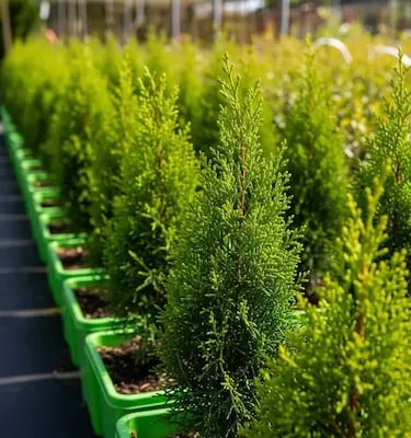 leylandii joven primera calidad